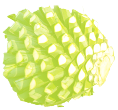 Piña, also known as the heart of the agave plant.